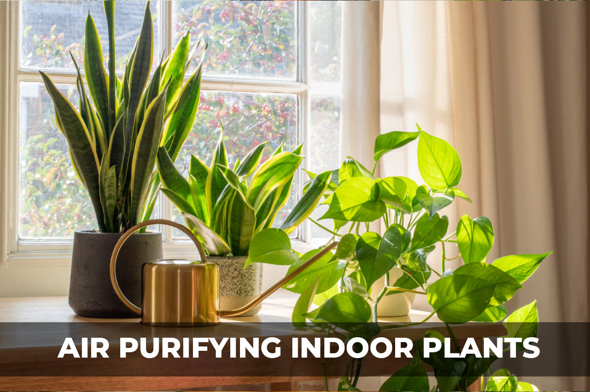 Best Air purifying Indoor Plants to grow at home | for Clear air | Oxygen giving | Removes toxins