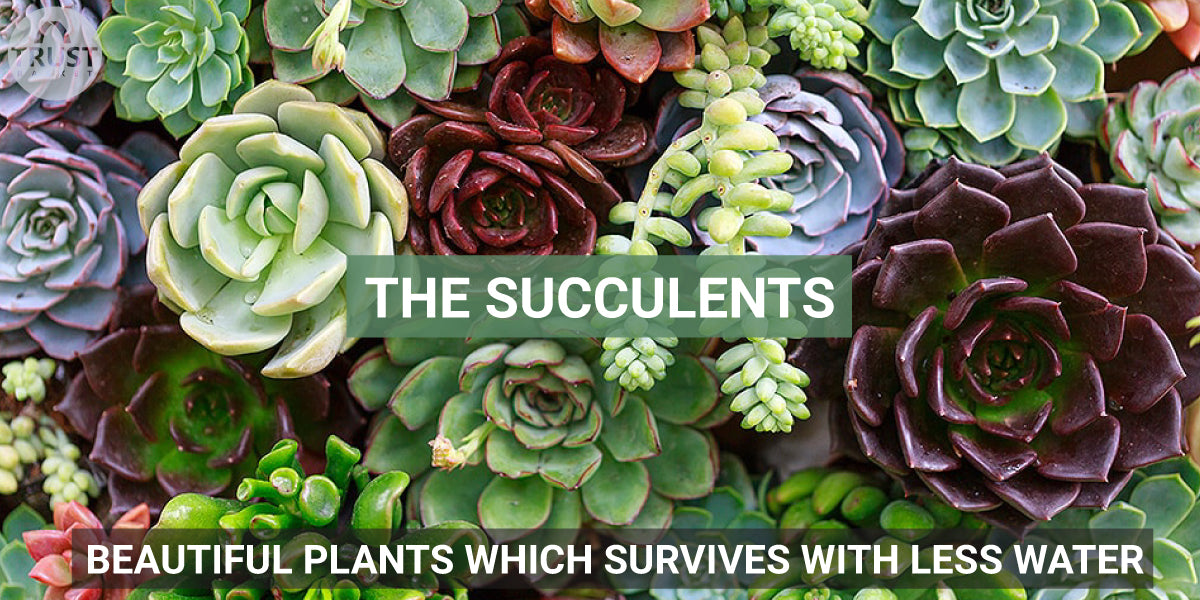 The Succulents - Beautiful Plants which survives with less water