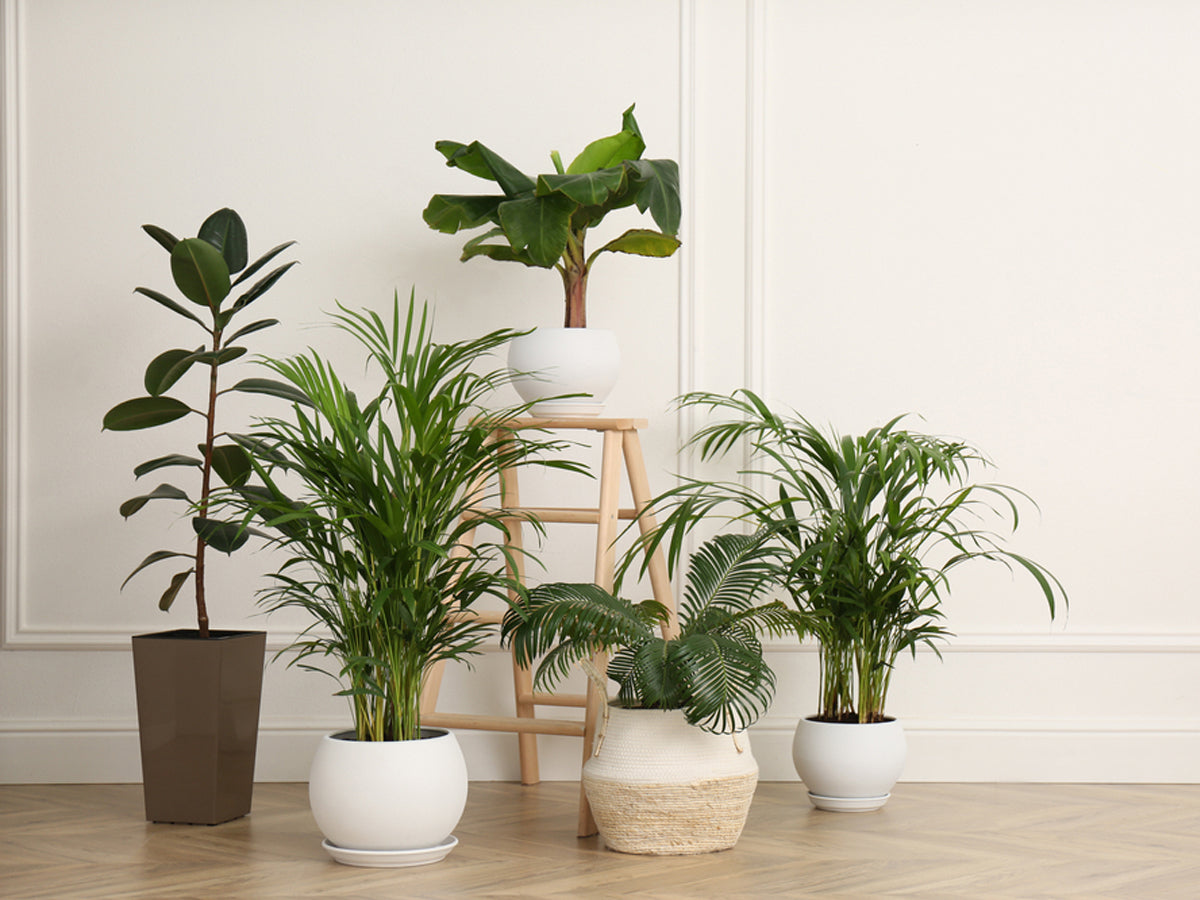 Bored of The Regular? Renovate Your Home With a Dozen of Decorative Plants