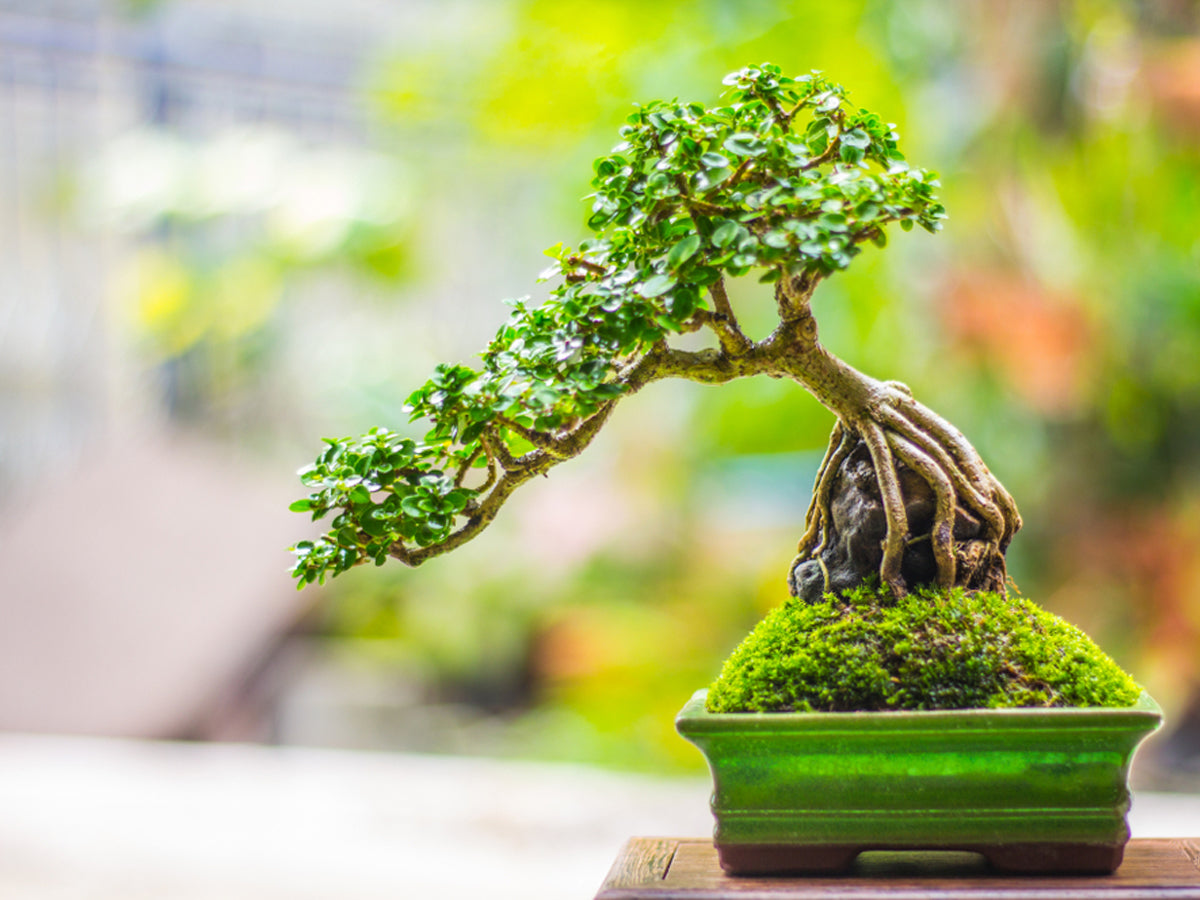 12 Spectacular Bonsai styles to uplift your home décor