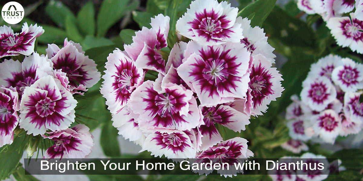 5 Steps To Brighten Your Home Garden with Dianthus