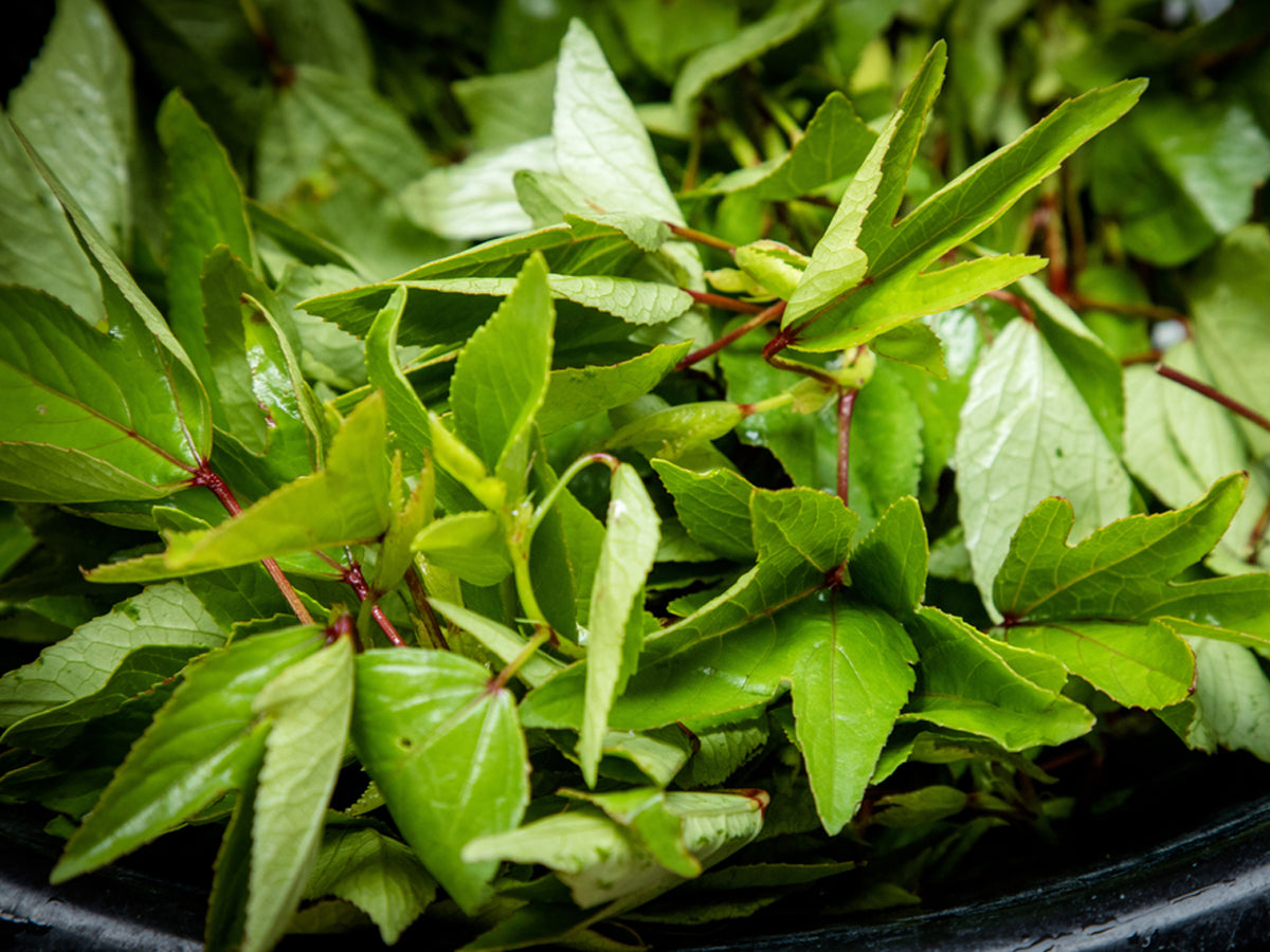 Everything You Need to Know about Growing Gongura Leaves at Home
