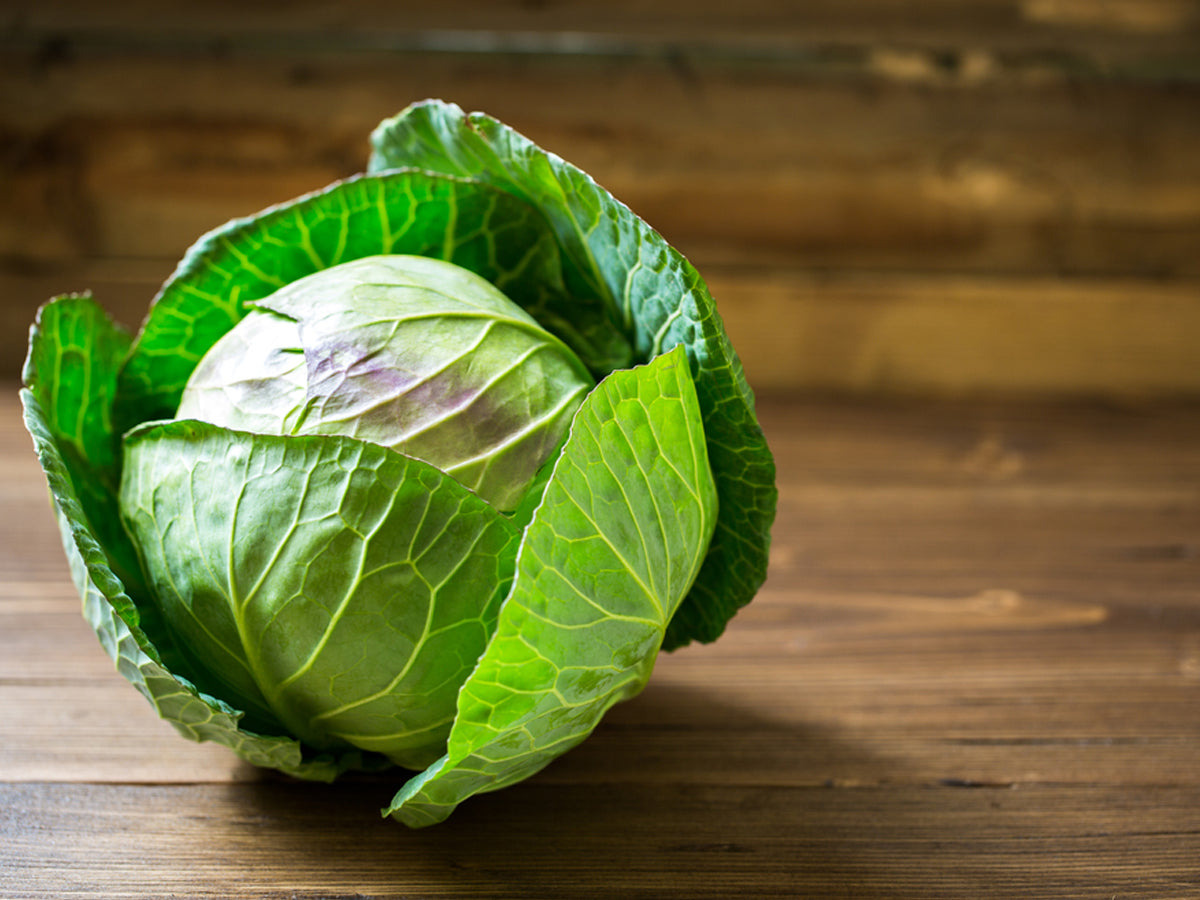 Cabbage: Facts, Benefits, How to Grow at Home Easily & Care Tips
