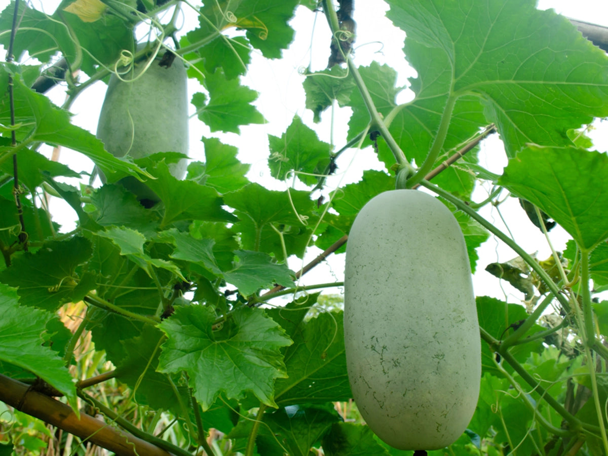 Petha (Winter Melon): Facts, Benefits, How to Grow & Care Tips