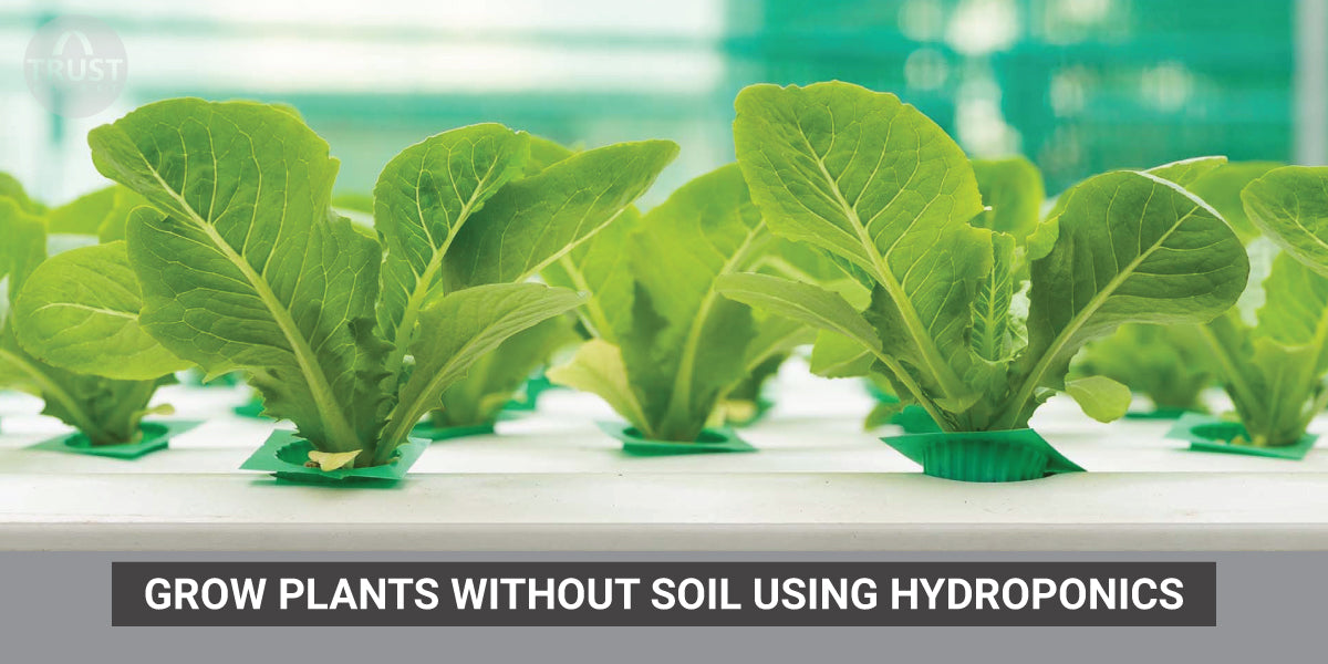 Grow Plants without soil using Hydroponics