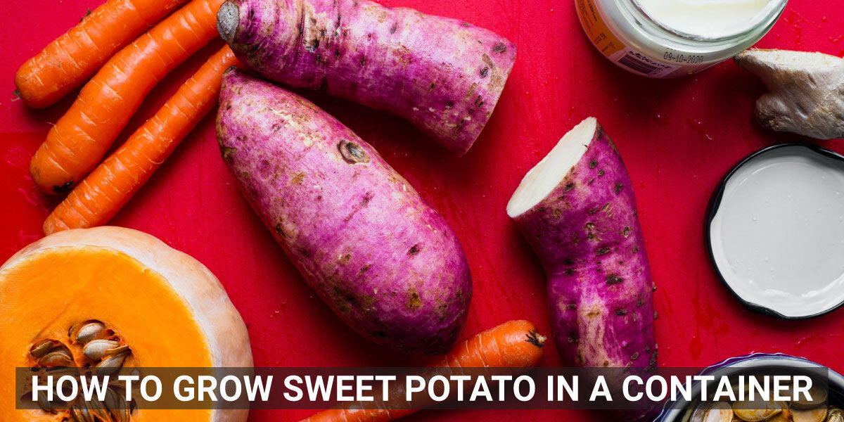 Sweet Potato Container Gardening Made Simple