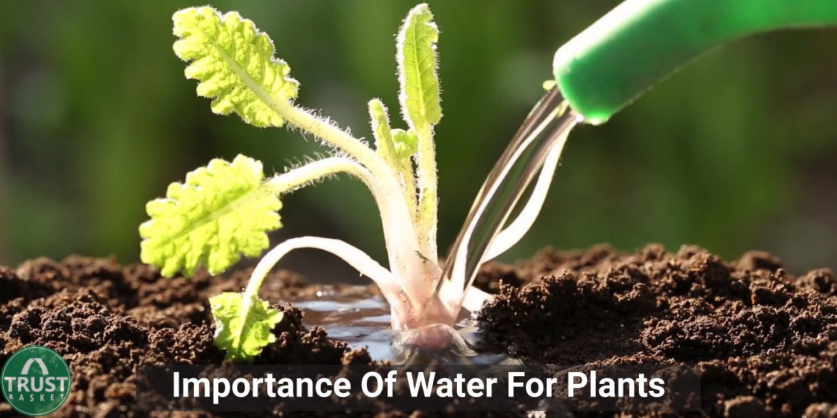 Importance of water for plants
