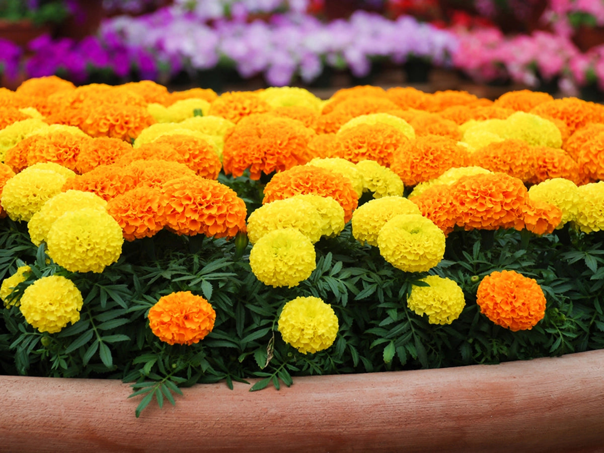 How to grow Marigold Genda Phool at home? Also learn its benefits & care tips