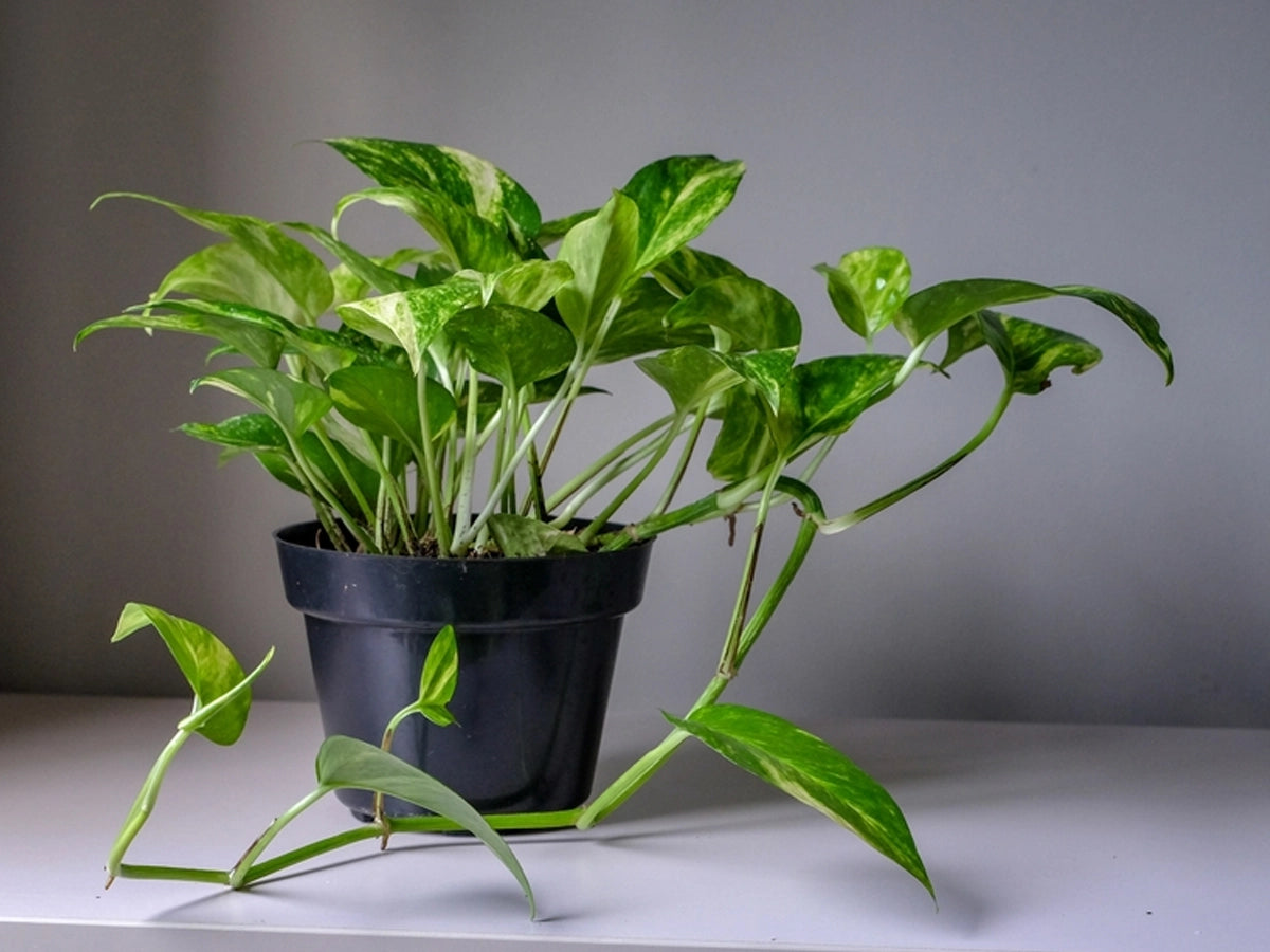 Money plant - Facts, benefits, growing, care, and Vastu tips