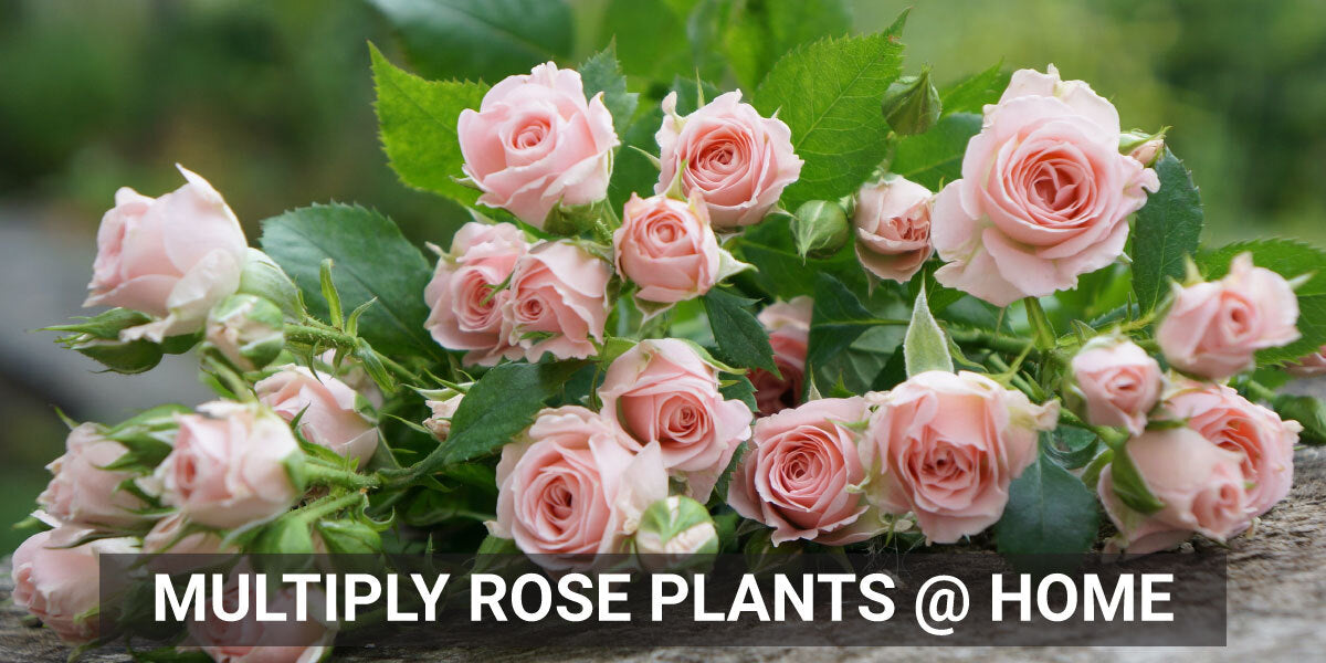 How to grow rose plants from cuttings