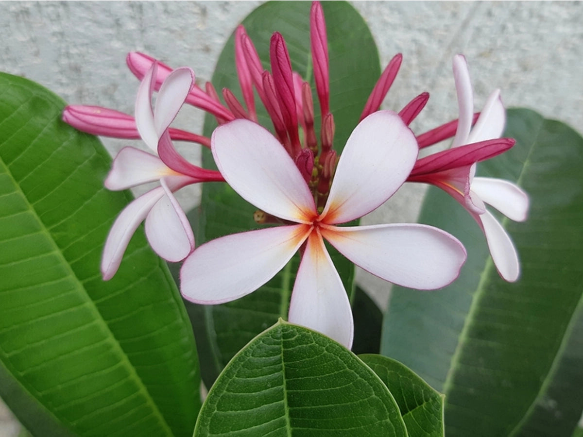 How to Grow Plumeria Flower (Champa) at Home Easily: Step-By-Step Guide