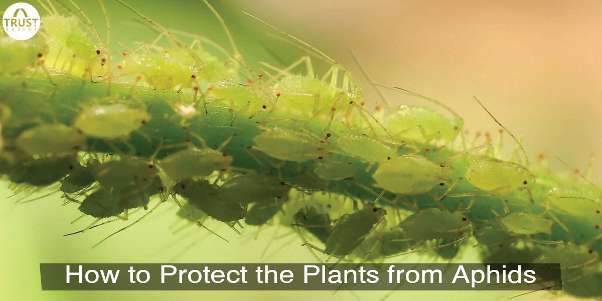 How to protect the Plants from Aphids
