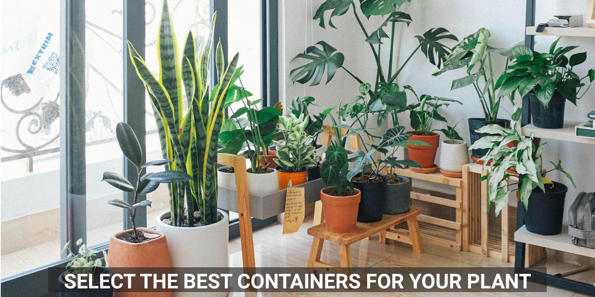 Select best container for your plants