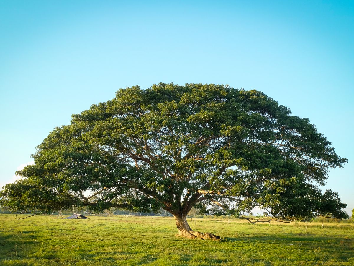 Samanea Saman (Monkey Pod Tree) – Facts, Benefits, Care & How To Grow