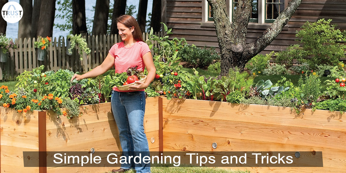 5 Reasons why you should have a small garden at home