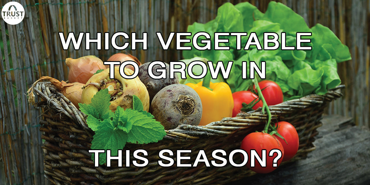 5 Vegetable gardening suggestions for this season