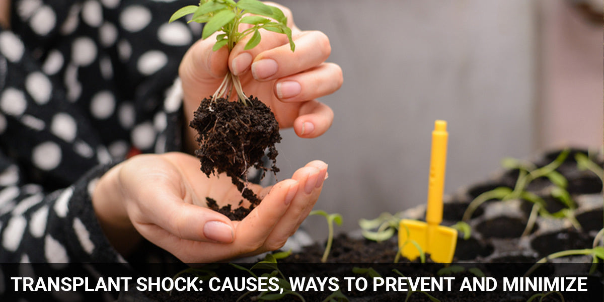 Transplant shock: causes, ways to prevent and cure