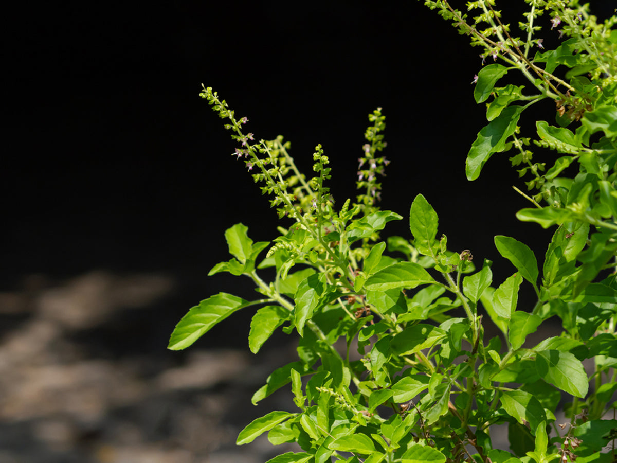 Why You Should You Grow Tulsi at Home: Healing Power of Holy Basil
