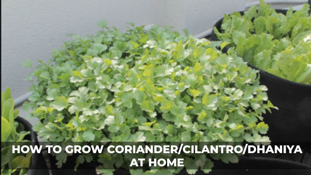 Step-by-Step Guide on How to Grow Coriander Dhania at Home & its Health Benefits
