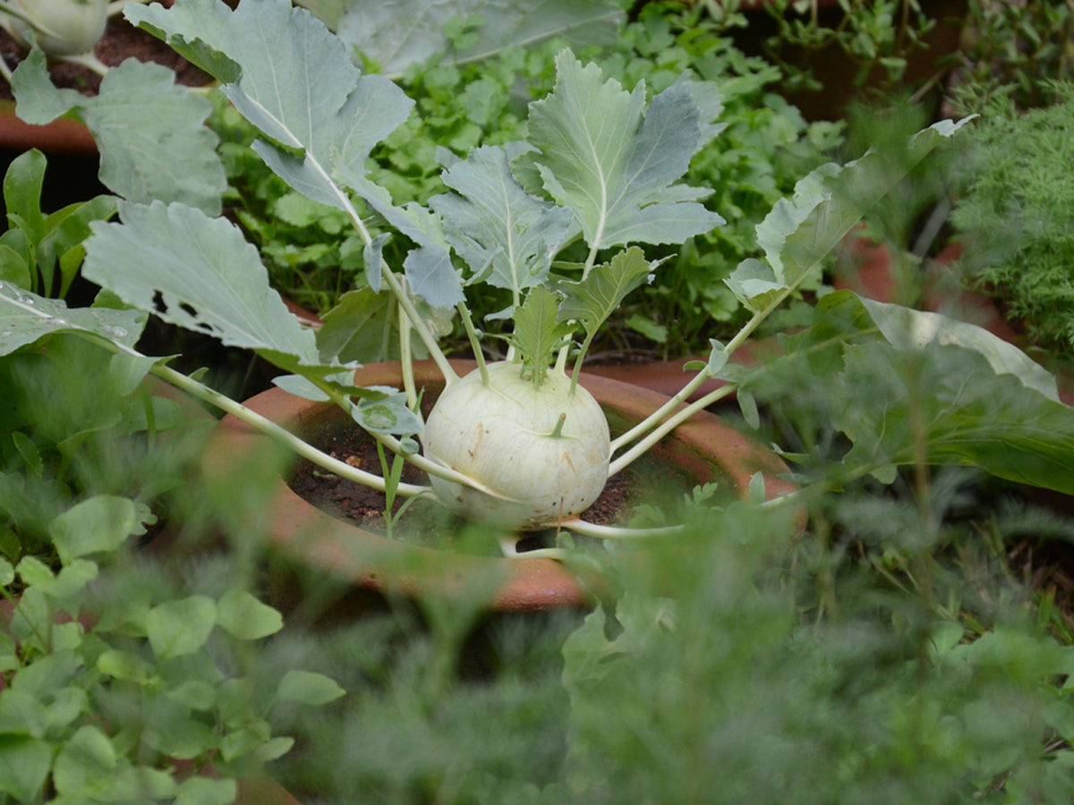 Learn How to Grow and Care for Knol Khol Wild Cabbage
