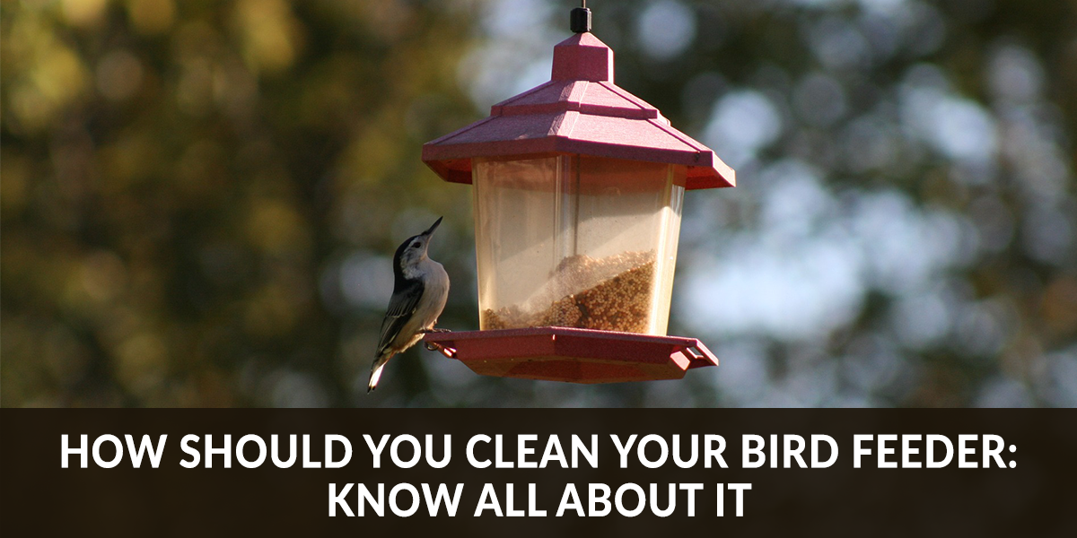 How Should You Clean Your Bird Feeder: Know All About It