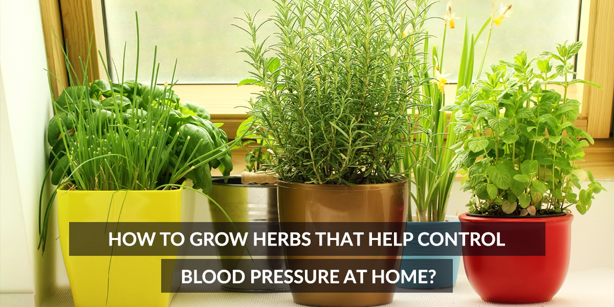 How to Grow Herbs that Help Control Blood Pressure at Home?