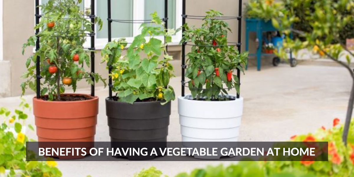 Benefits of Having a Vegetable Garden at Home