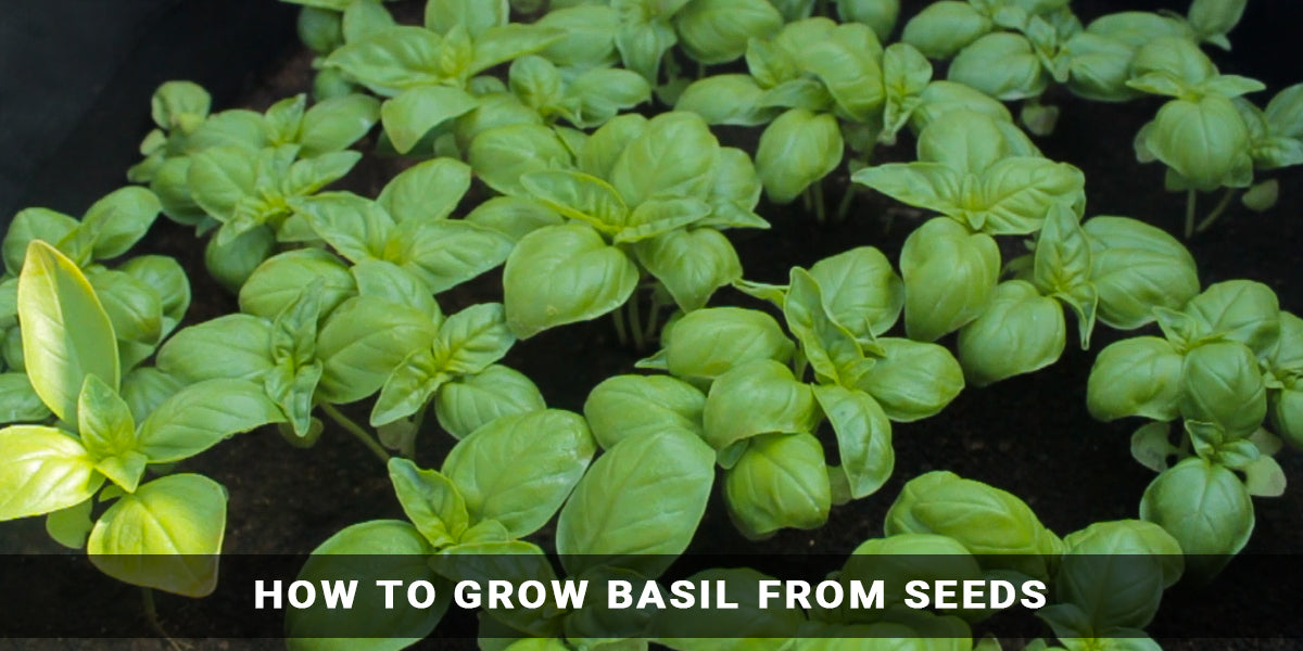 How to Grow Basil From Seeds
