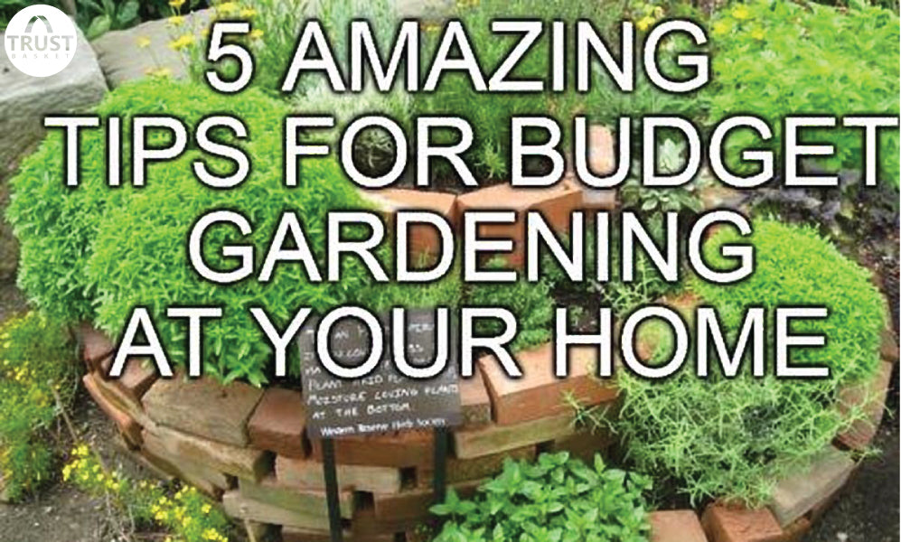 TOP FIVE Small Garden Ideas to start now