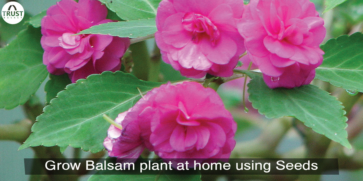 How to grow balsam plant at home using seeds