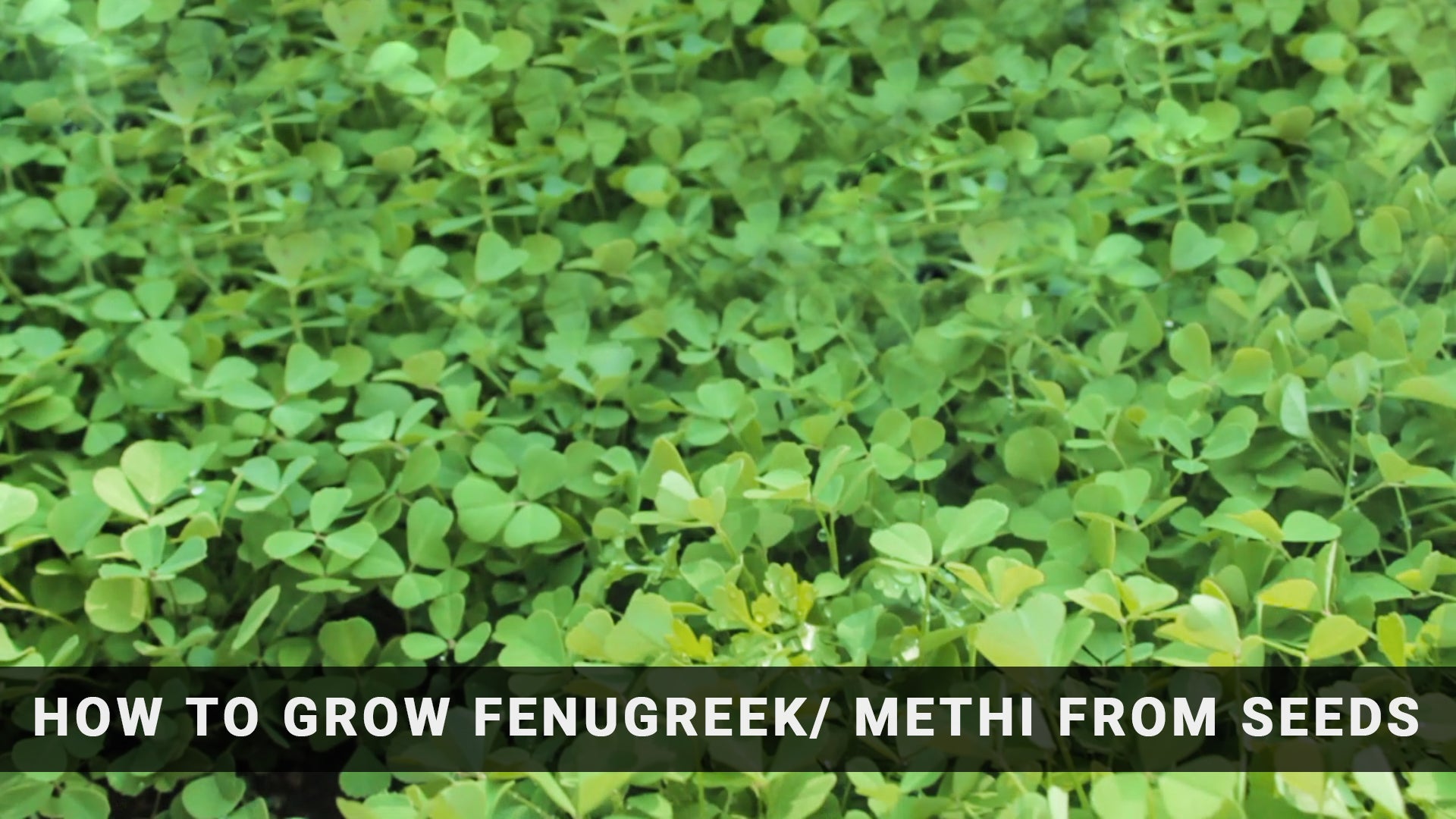 How to Grow Methi (Fenugreek) from Seeds at Home Easily