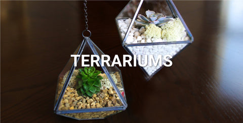 Buy Terrariums Online in India