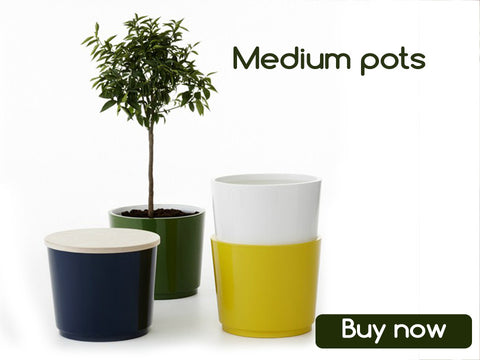 Buy Medium Pots Online