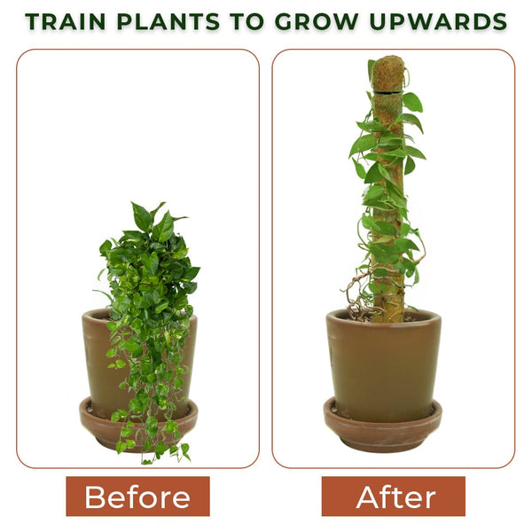 money plant rod 2 Feet Coir Moss Stick/Coco Pole for Climbing Indoor Plants (Set of 4) – TrustBasket