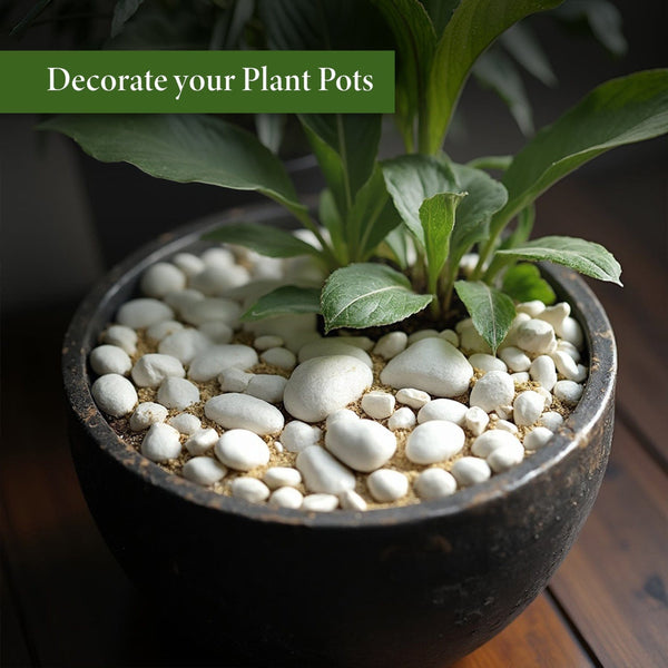 decorative pebbles for plant pots White Pebble Decorative Stones Marble Rock – TrustBasket