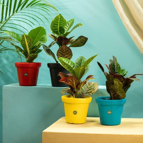 Colorful Designer made planters - TrustBasket Crown Pot 
