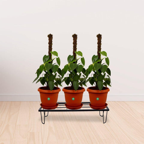 Curated Collection - Lantana Planter Stand