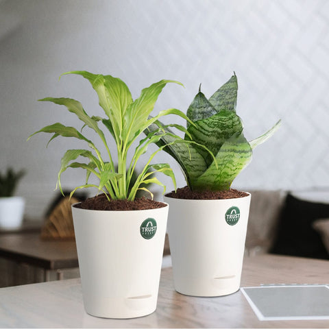All Indoor Plants - Snake plant and Peace lily with Attractive Self Watering Pot (Assorted color pot)