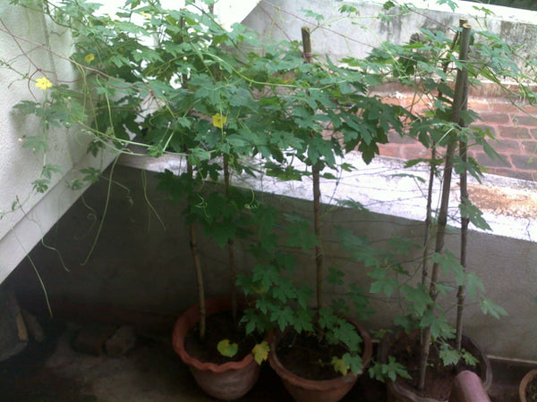 pot size for bitter gourd plant home & garden > plants > seeds – TrustBasket
