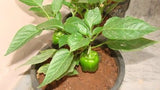Capsicum green seeds (Hybrid)