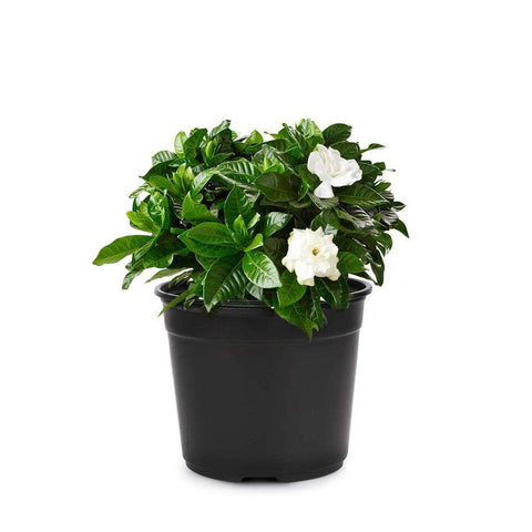 Best Indoor Plant Pots Online - Bhuvi Nursery Pots (Set of 10)