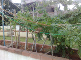 Bitter gourd seeds (Hybrid)