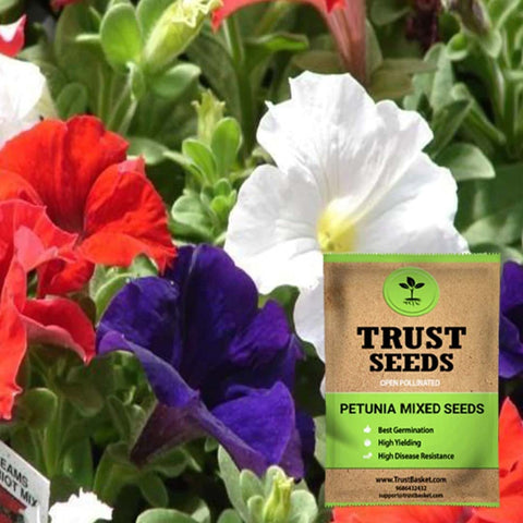 Buy Best Petunia Plant Seeds Online - Petunia mixed seeds (OP)