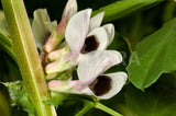 Fava Beans - Bakla Seeds (Hybrid)