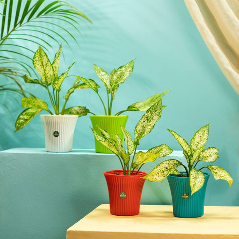Best Indoor Plant Pots Online - TrustBasket Tancy Pot 6-inch Table Top Planter Pot (Pack of 4)
