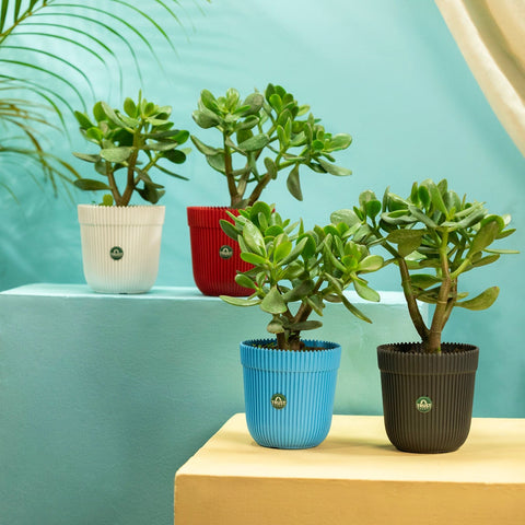 Buy Medium Pots Online - TrustBasket Rim Pot 5 inch Table Top Planter Pot (Pack of 4)