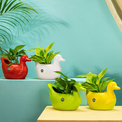 Best Indoor Plant Pots Online - TrustBasket Duck Pot Multicolor