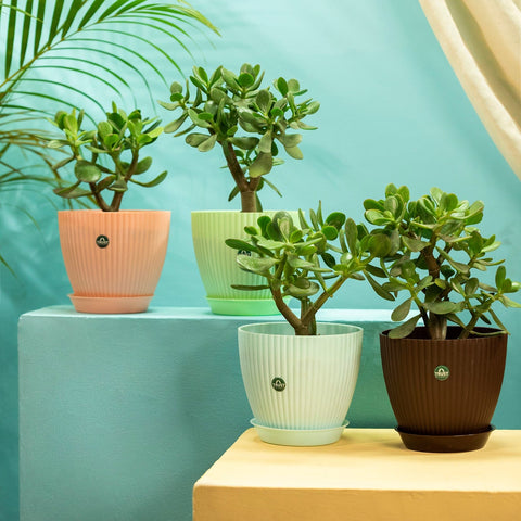 Plastic garden Pots - TrustBasket Bloom Pot With Saucer 