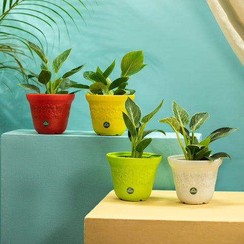 TrustBasket Sunny Pot | 6 inch Table Top Planter Pot (Pack of 4)