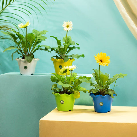 Best Plastic Pots Online - TrustBasket Blossom Pot 6-inch Table Top Planter Pot (Pack of 4)